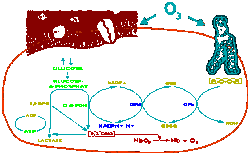 otevt obrzek v novm okn: Glutaminov cyklus