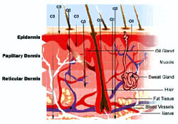 otevt obrzek v novm okn: Ozon a epidermis